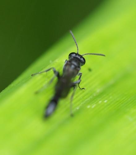 Trypoxylon sp.